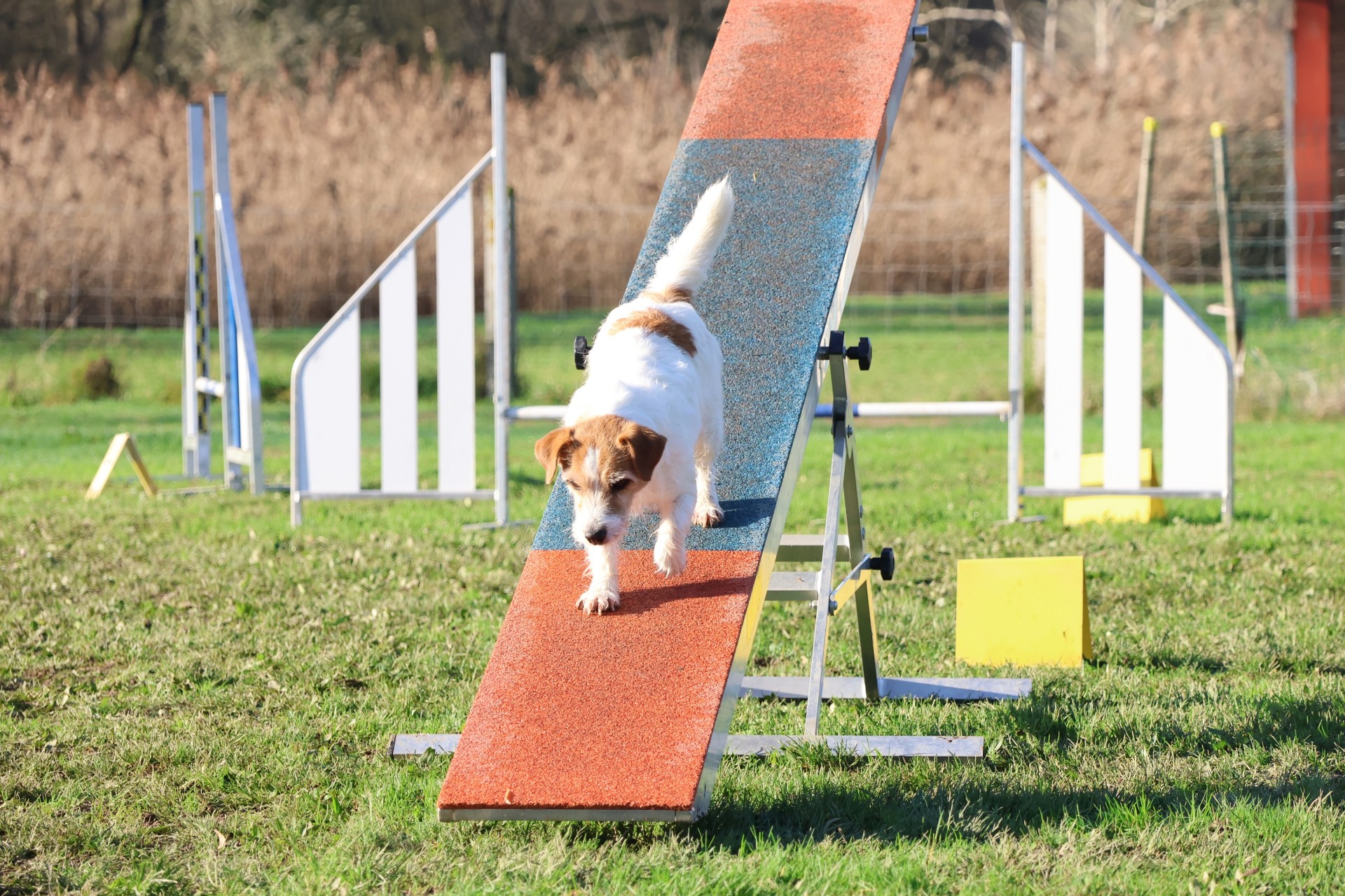 Club Canin Brévinois . Plume balançoire 2