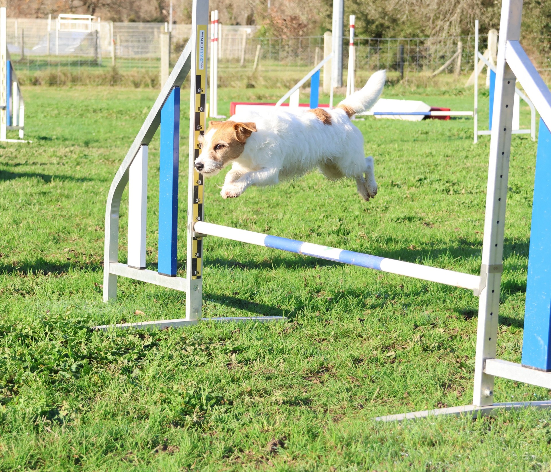 Club Canin Brévinois . Le saut d'agility de Plume