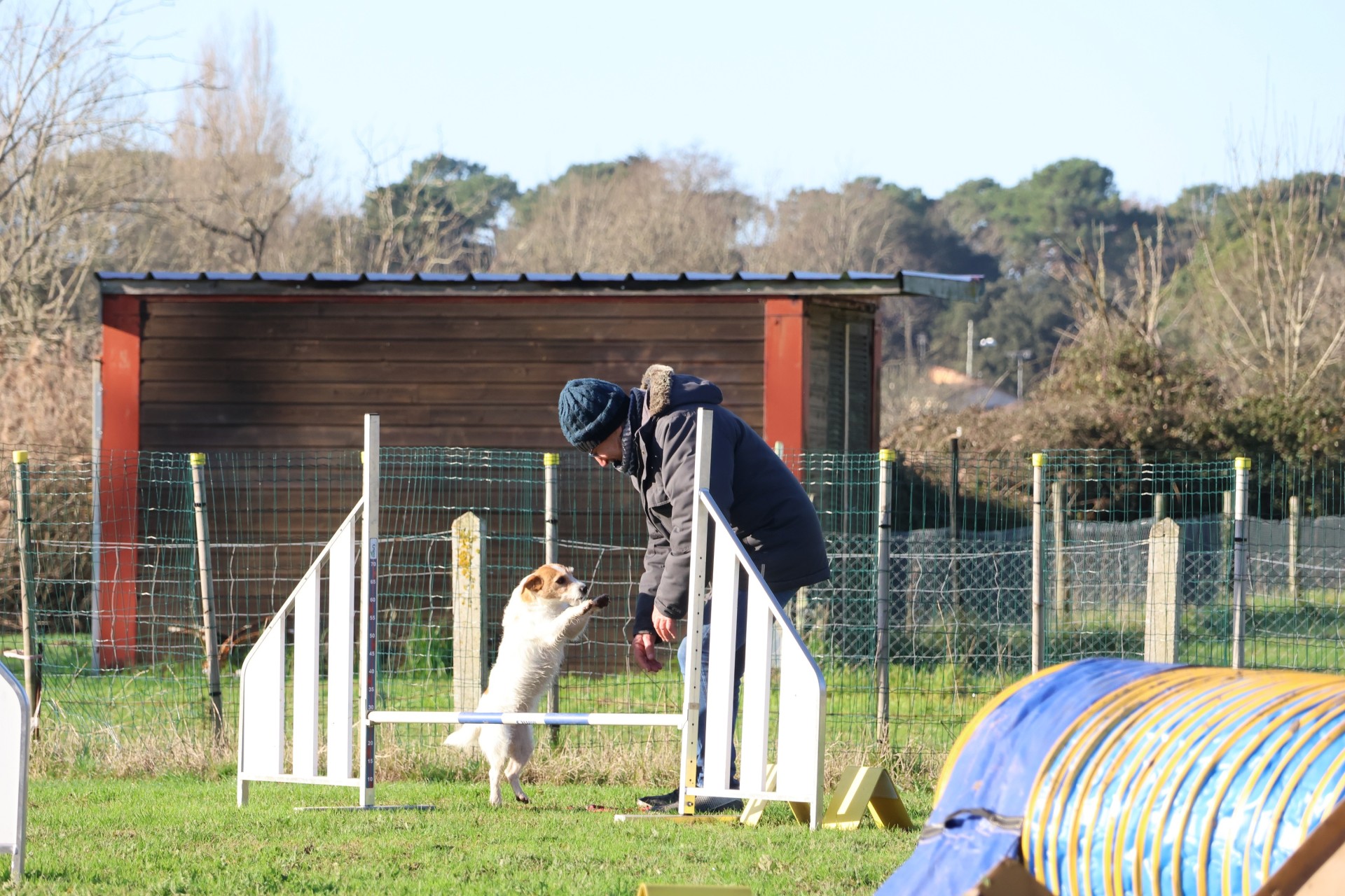 Club Canin Brévinois . Plume au départ agility