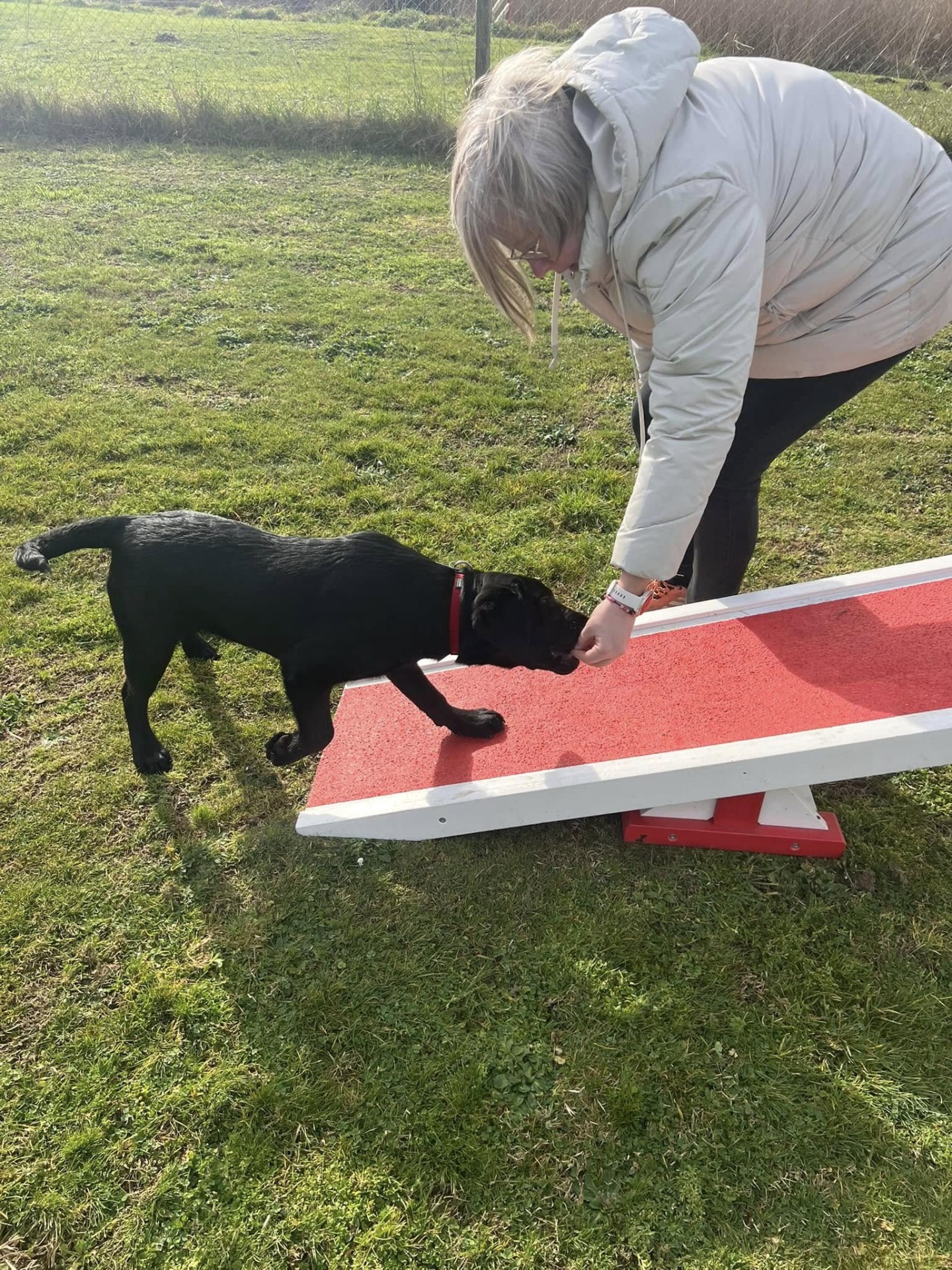 Club Canin Brévinois Ecole des chiots 