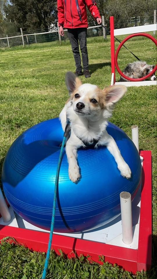 Club Canin Brévinois Ecole des chiots 