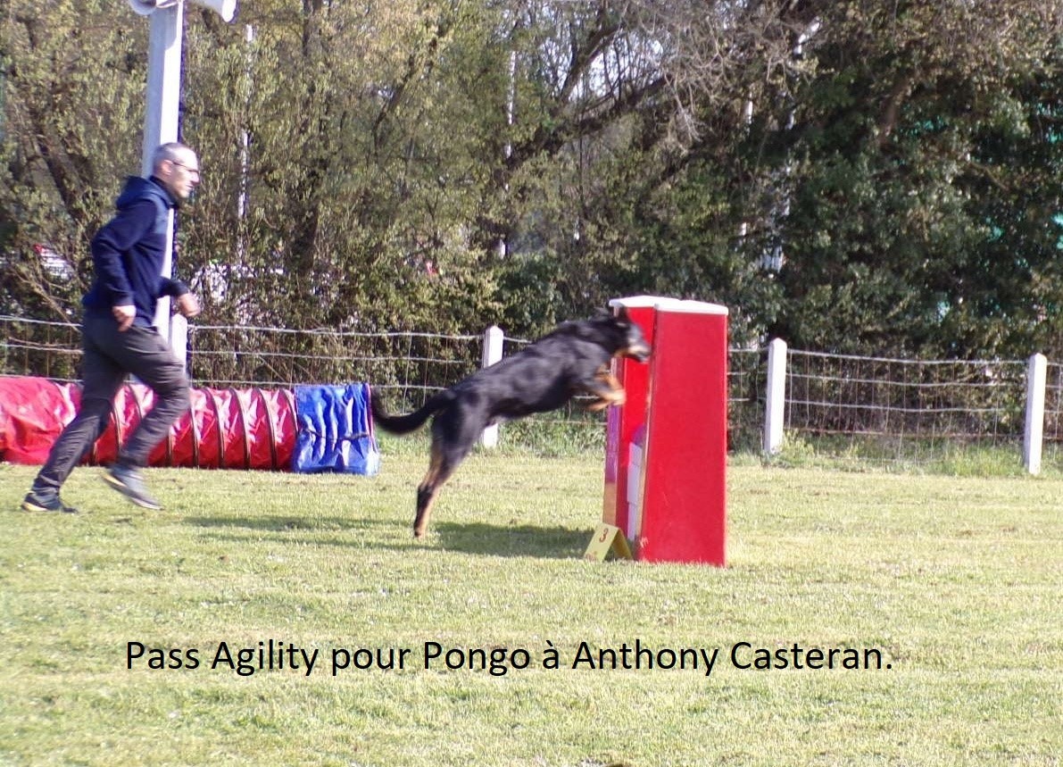 Pass Agility pour Pongo à Anthony Casteran . 1er degré .