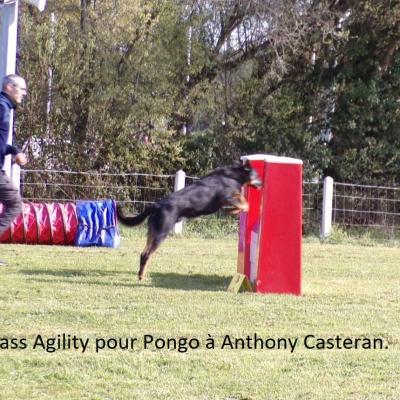 Pass Agility pour Pongo à Anthony Casteran . 1er degré .