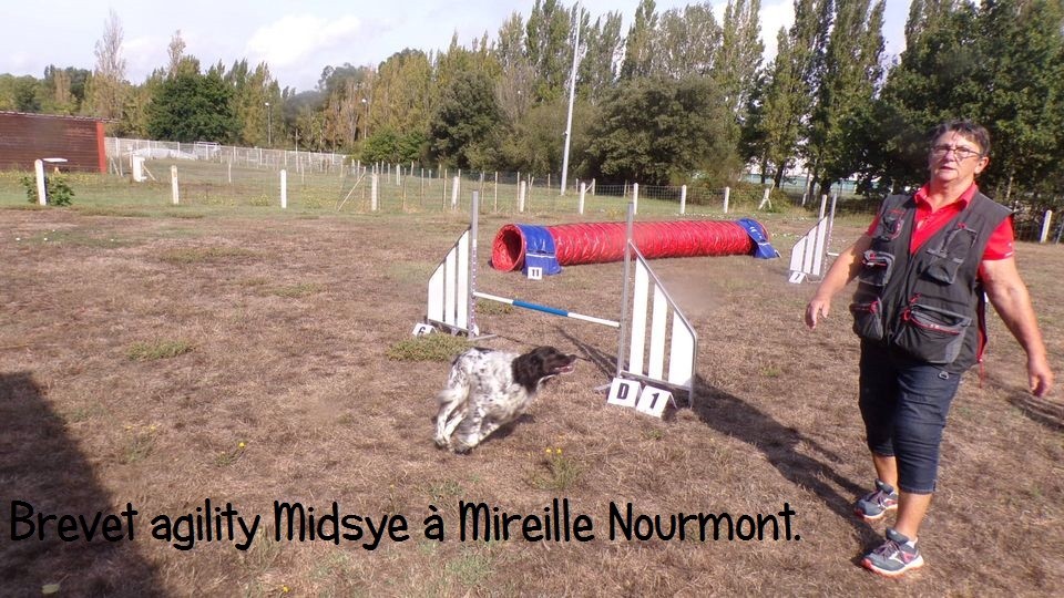 Brevet d'agility pour Mitzi à Mireille Nourmont = 2ème degré