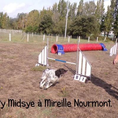 Brevet d'agility pour Mitzi à Mireille Nourmont = 2ème degré