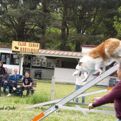 Arnaud et Jude . Pass agility Obtenu