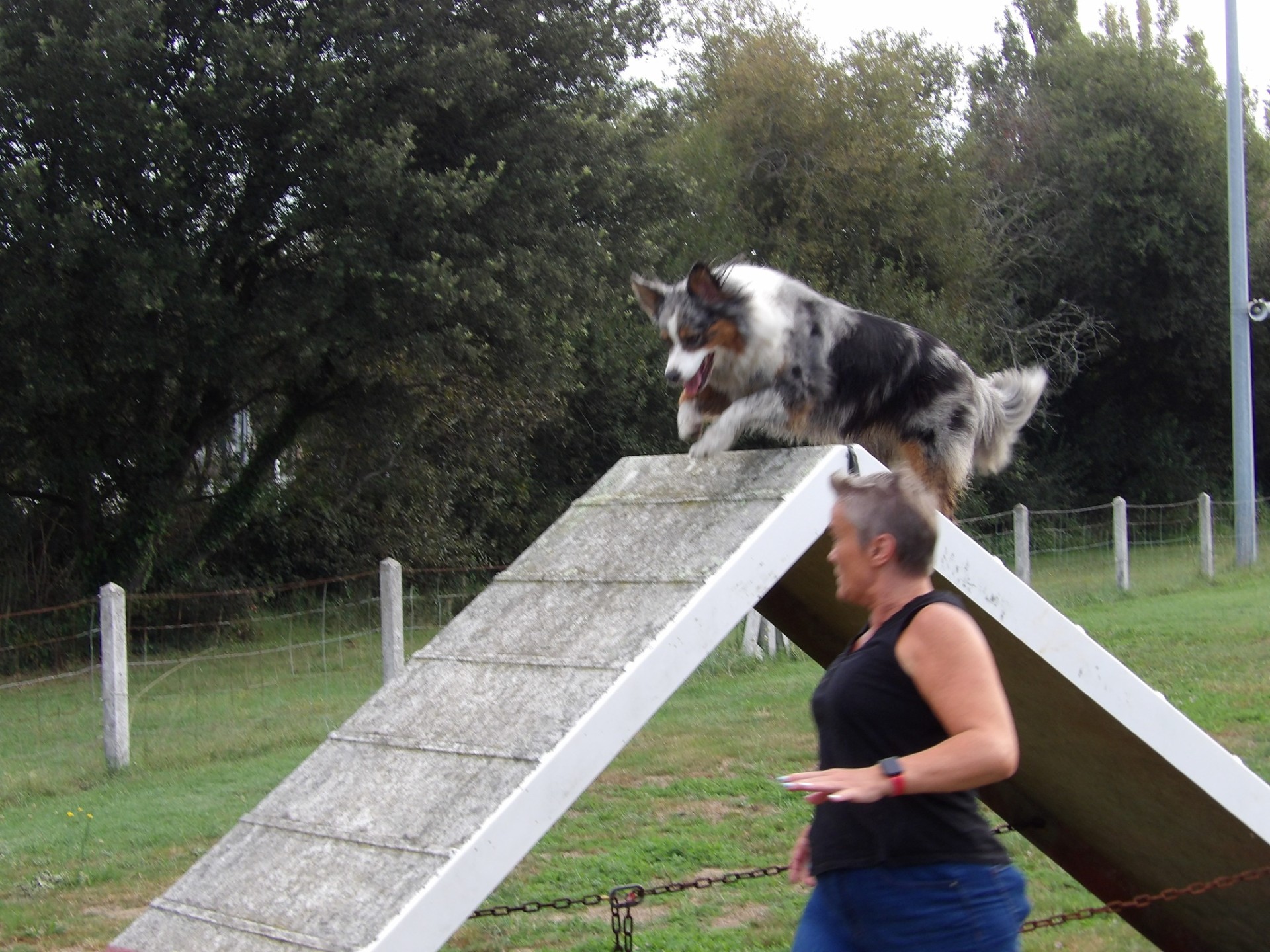 Club Canin Brévinois Schupa 