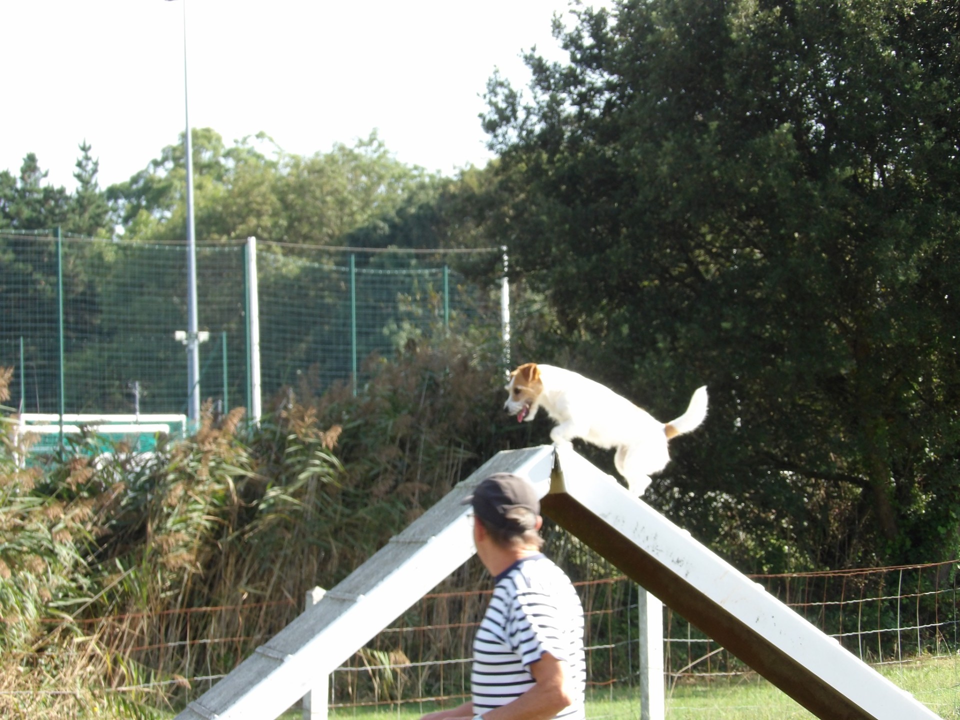 Club Canin Brévinois Plume 