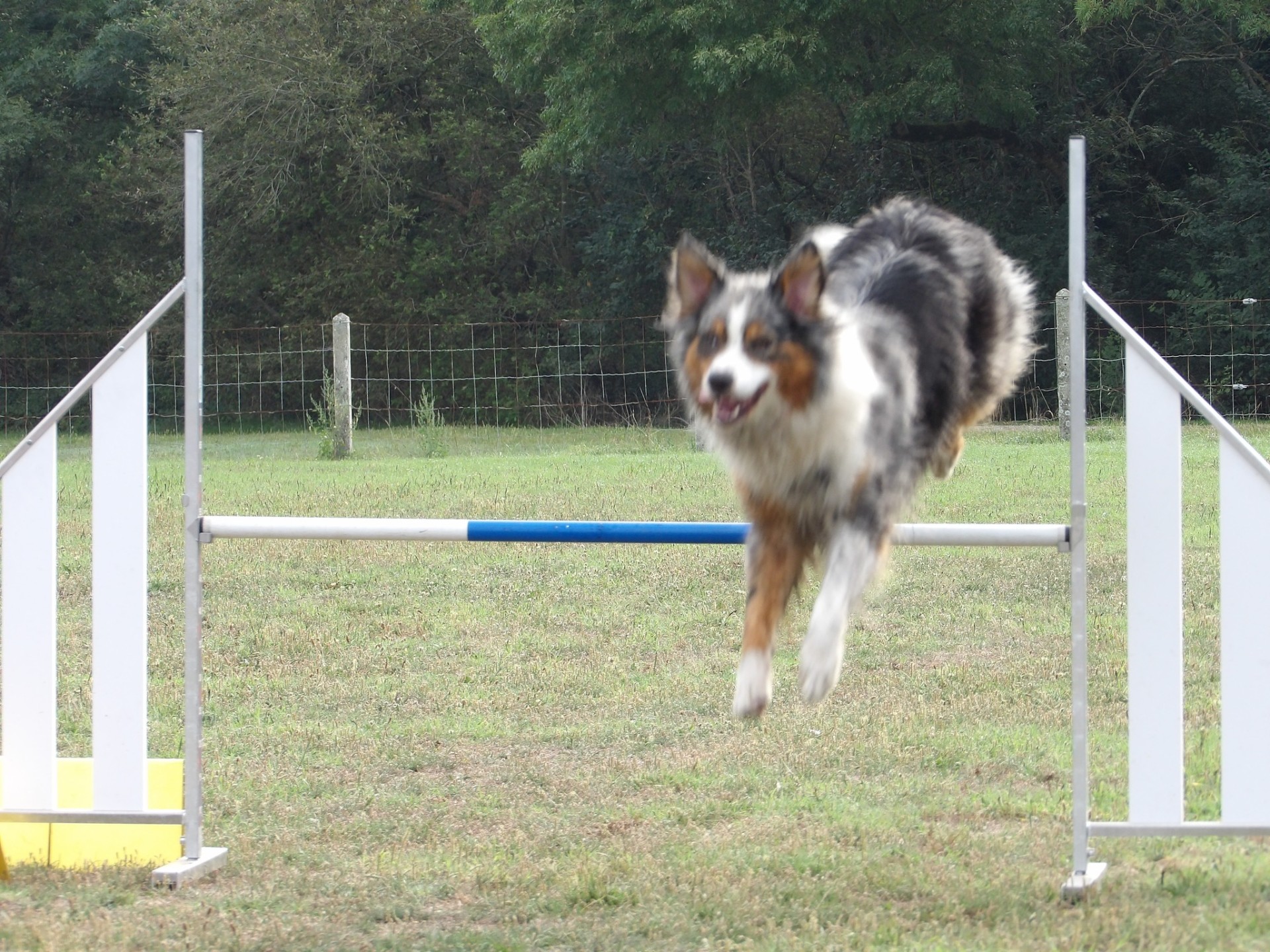 Club Canin Brévinois Schupa 