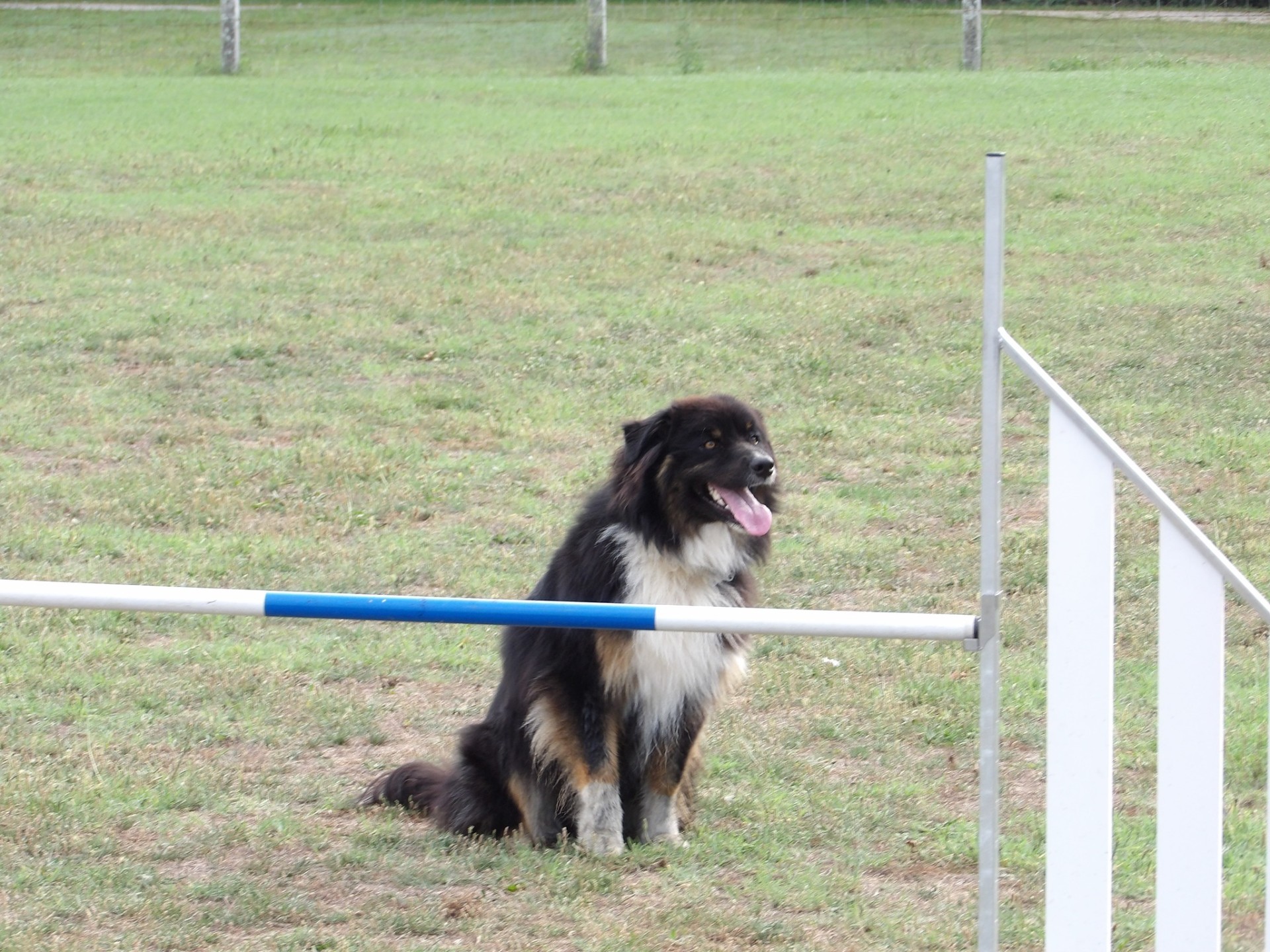 Club Canin Brévinois Réglisse 