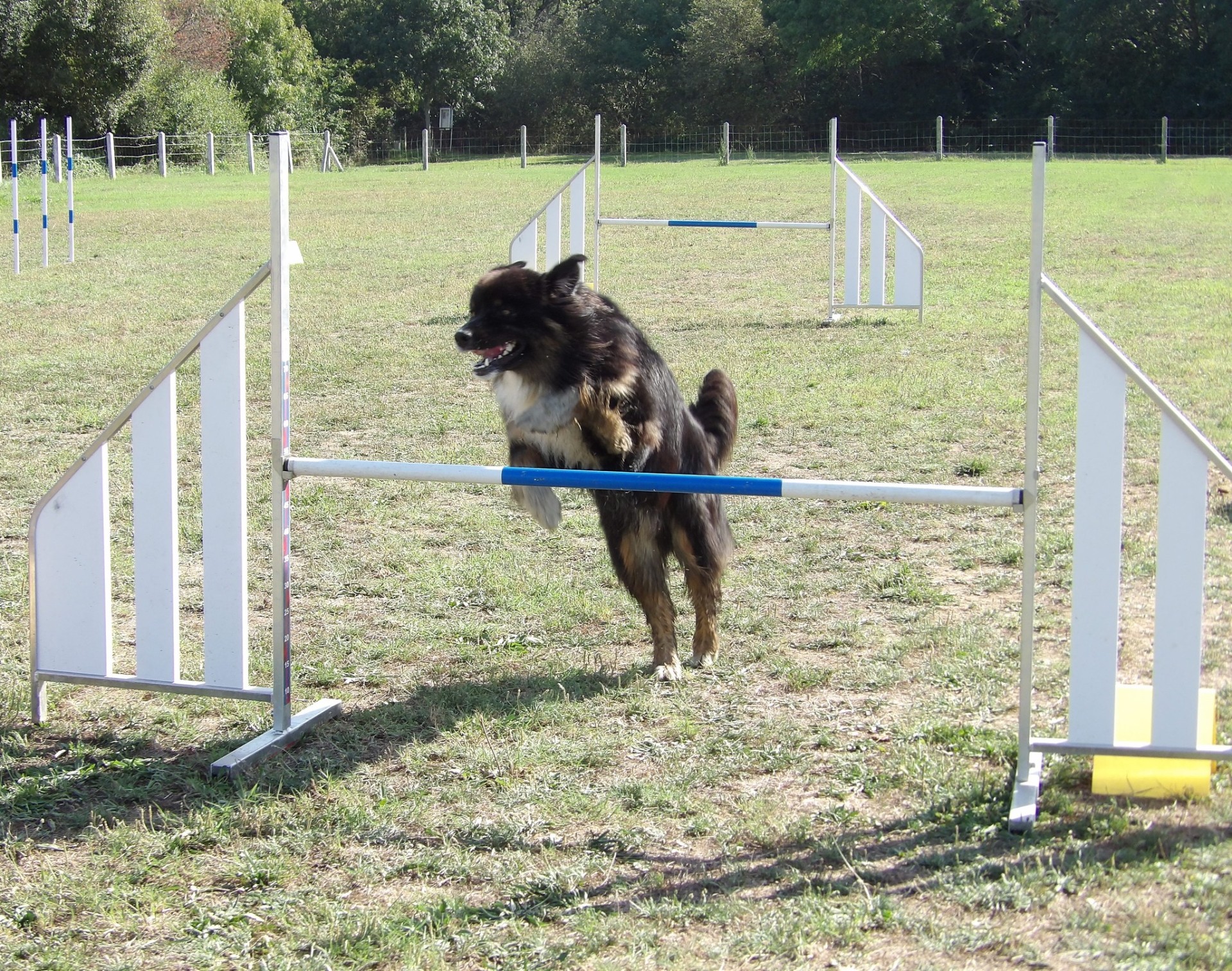 Club Canin Brévinois Réglisse 
