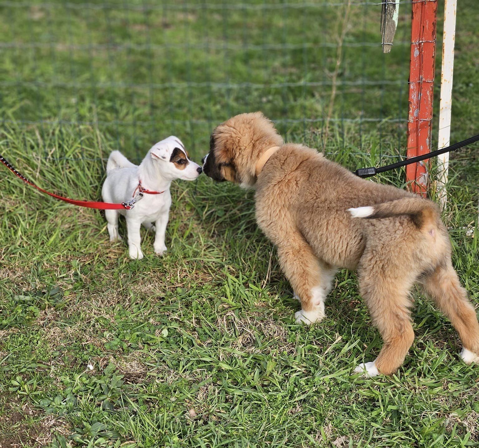 Club Canin Brévinois. La Sociabilité des chiots 