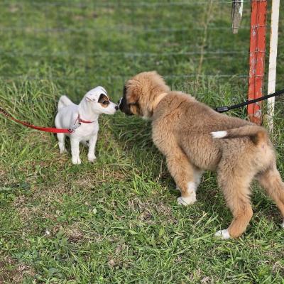 Club Canin Brévinois. La Sociabilité des chiots 