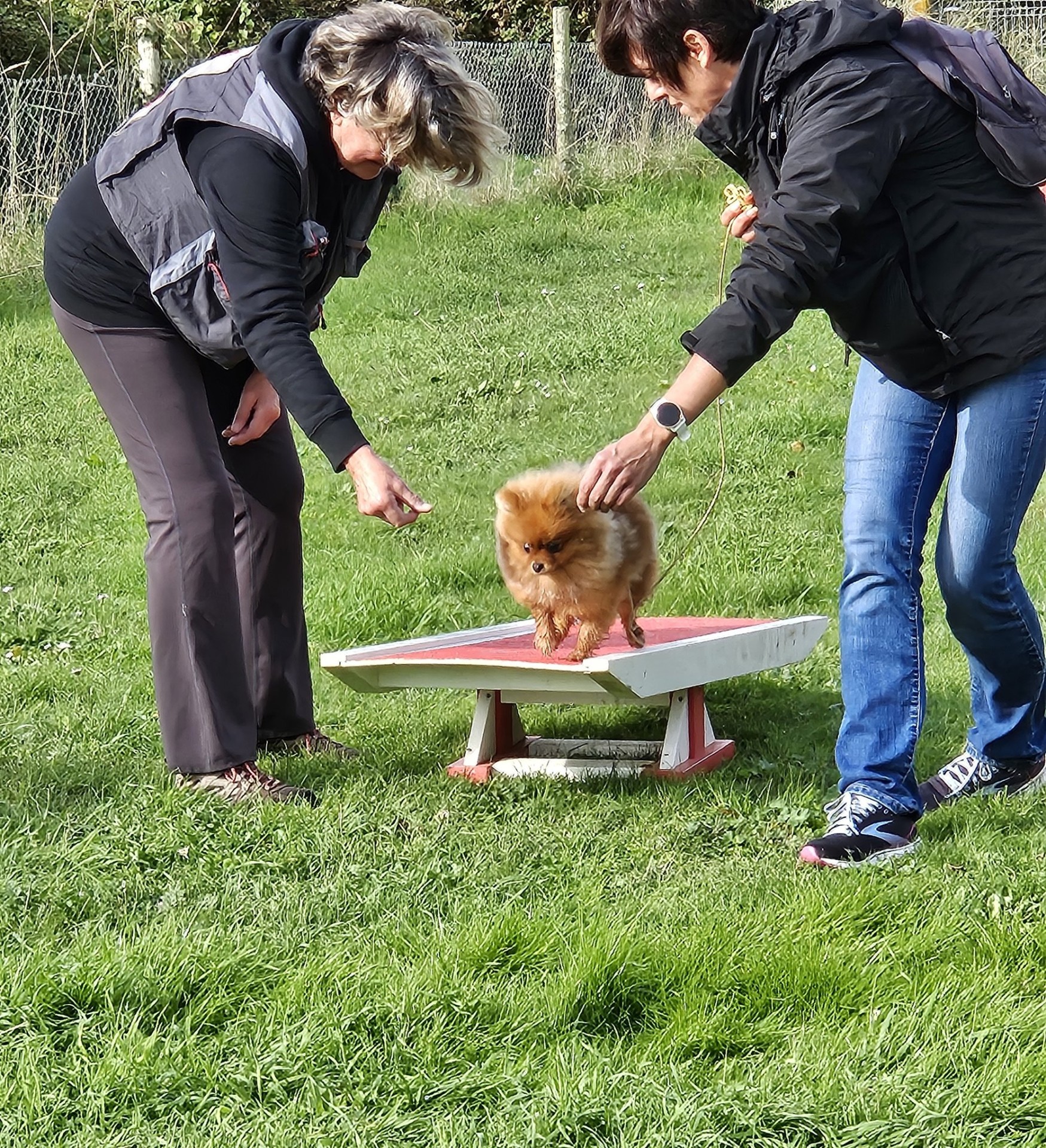 Club Canin Brévinois Ecole des chiots 