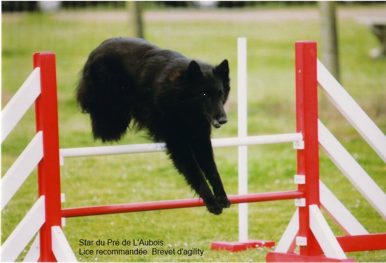 Star du Pré de L'Aubois à Mireille Jégou . Agility 2ème degré.