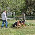 Ecole des chiots 15 avril 2025