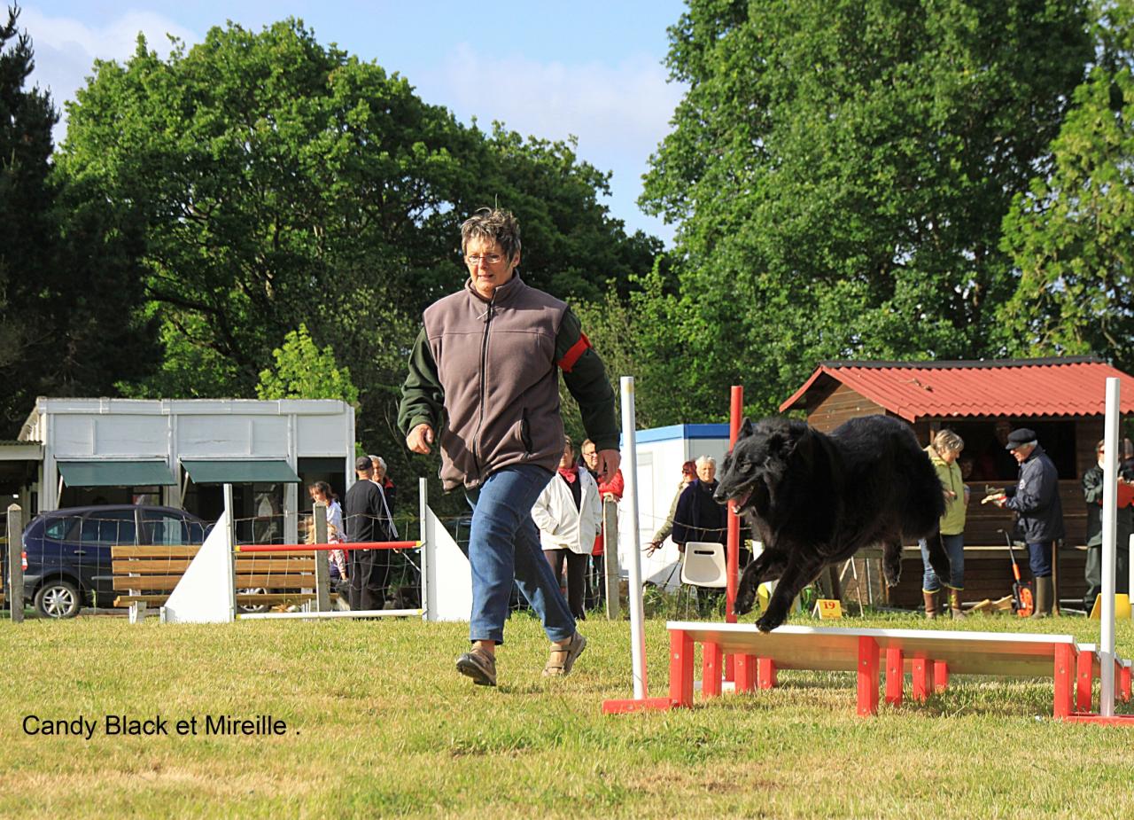 Candy du Pré de L'Aubois . agility 2 Classe 1 obéissance .à Mireille Jégou