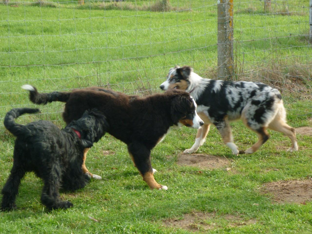 Les chiots font connaissance !