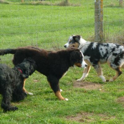 Les chiots font connaissance !