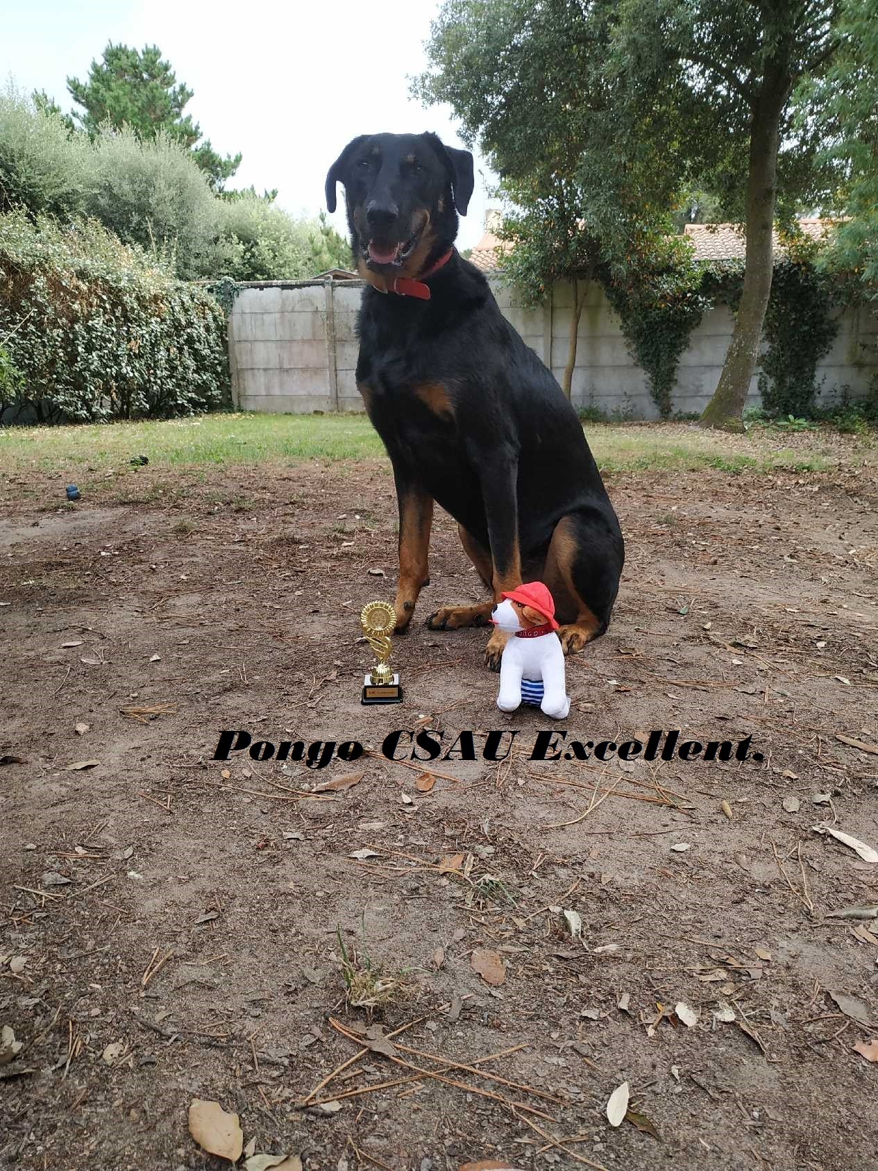 CSAU excellent pour Pongo 