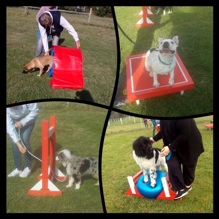 Club Canin Brévinois Les chiots