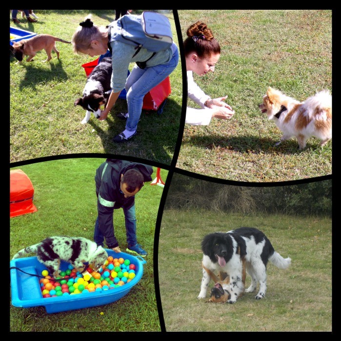 Ecole des chiots