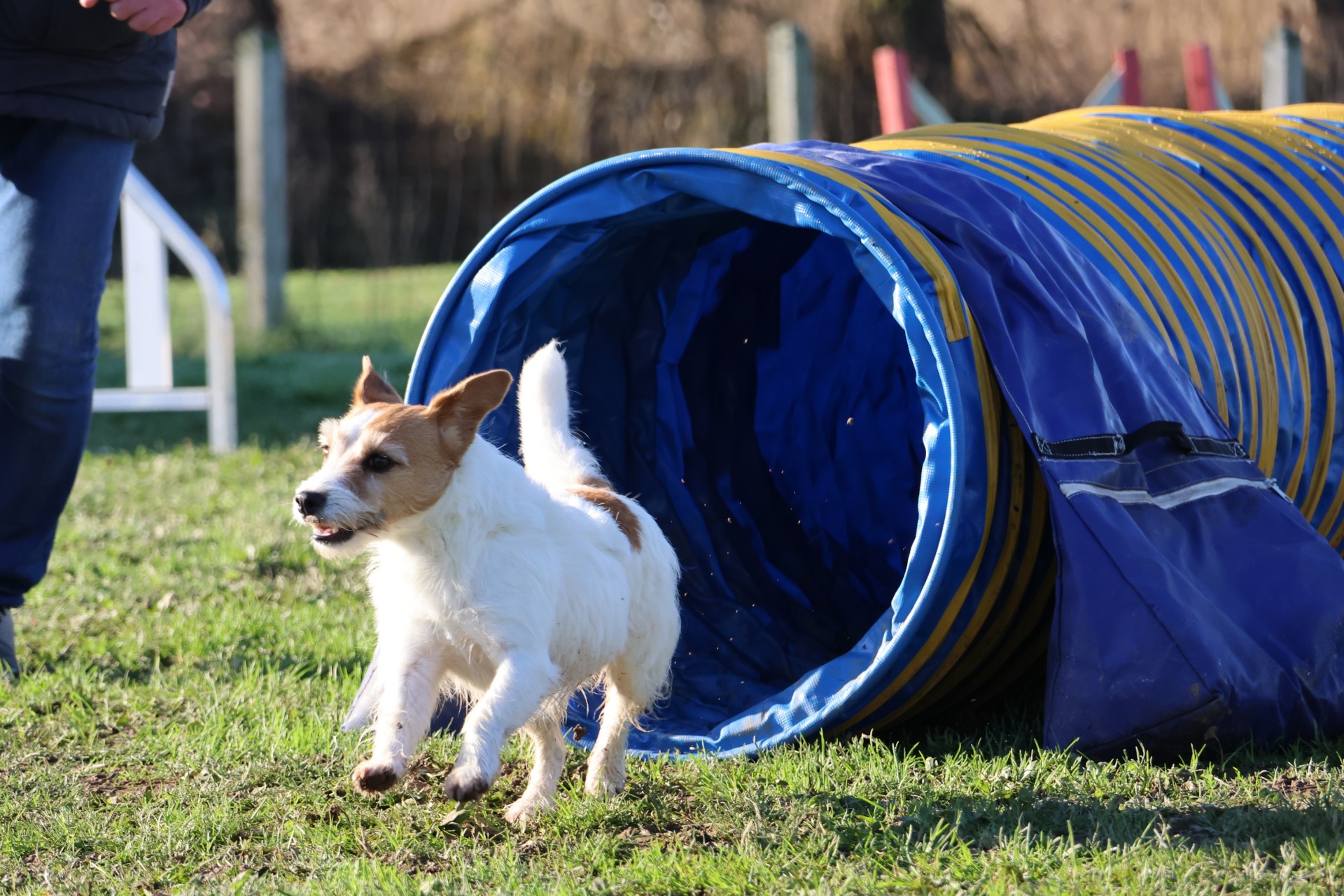 Club Canin Brévinois. Plume tunnel