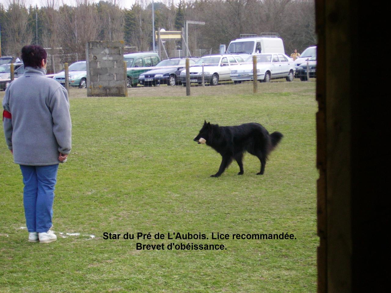 Star du Pré de L'Aubois classe 2 Obéissance  à Mireille Jégou.